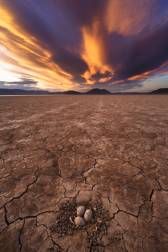 United States, Oregon, Sunset sky over desert with birds eggs in nest