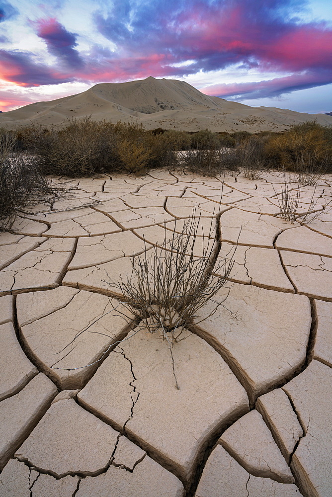 United States, California, Cracked sand dunes and bushes