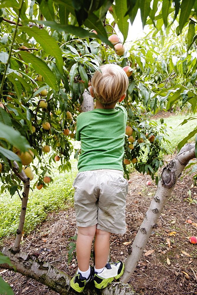 Rear view of boy climbing to pick peach from tree on fruit farm