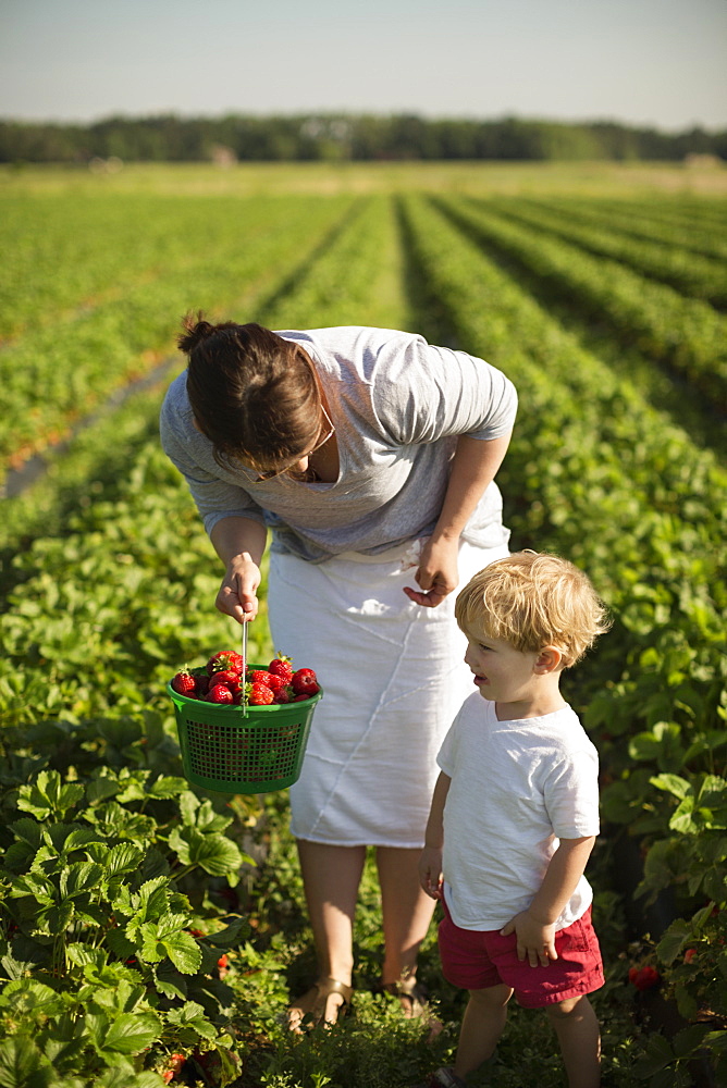 Mother and toddler son picking ripe strawberries in strawberry field