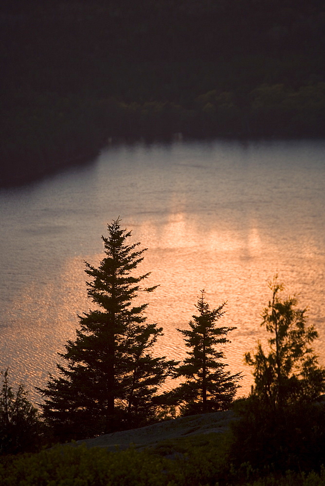 Tree and water at sunset Cadillac Mountain Maine