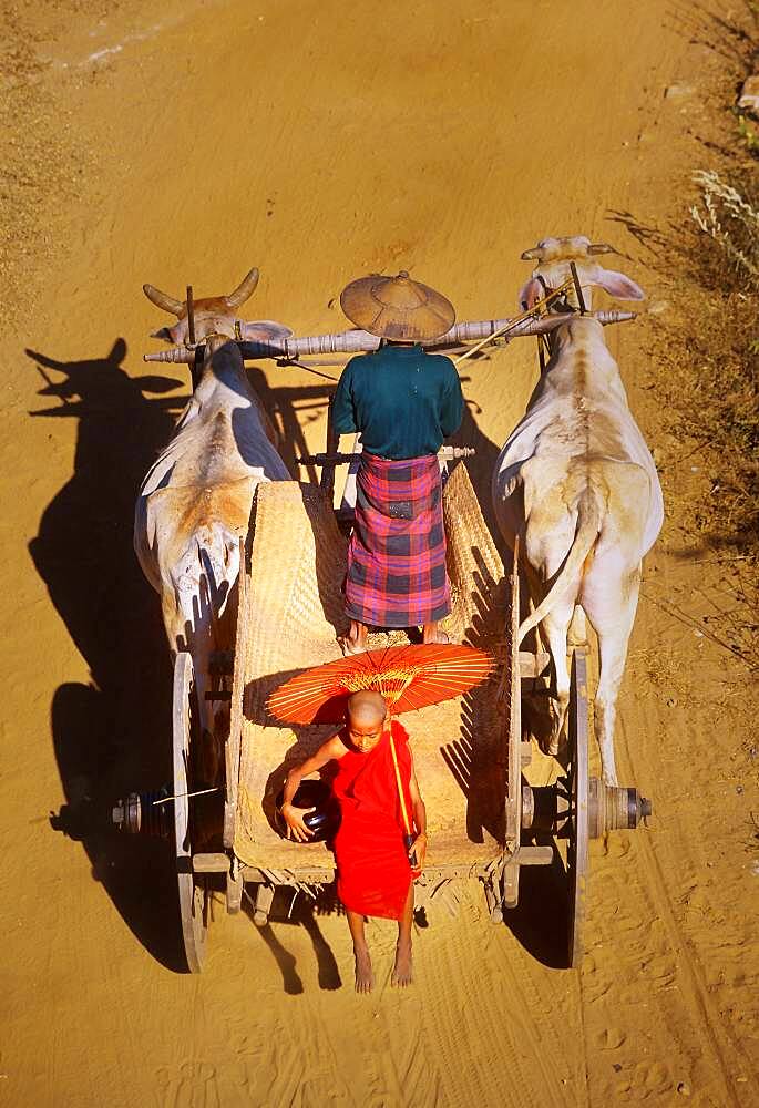 Myanmar, Bagan, Mandalay Division, Little Buddhist monk sitting on ox carriage