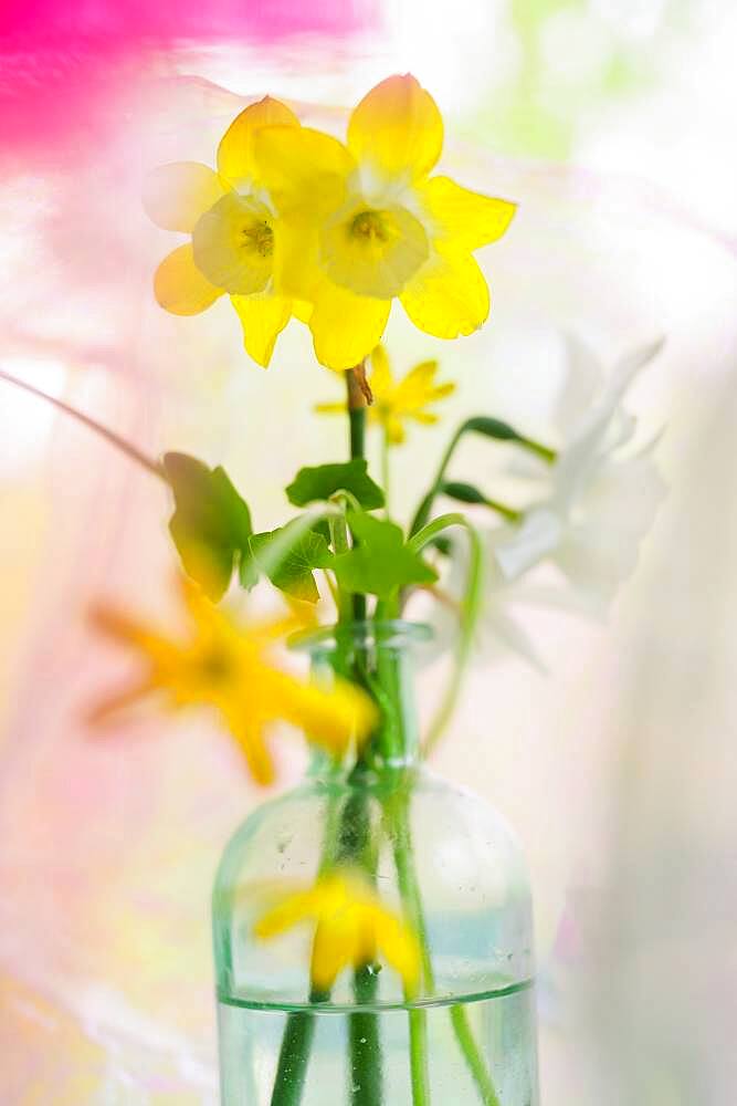 Daffodils in vintage bottle