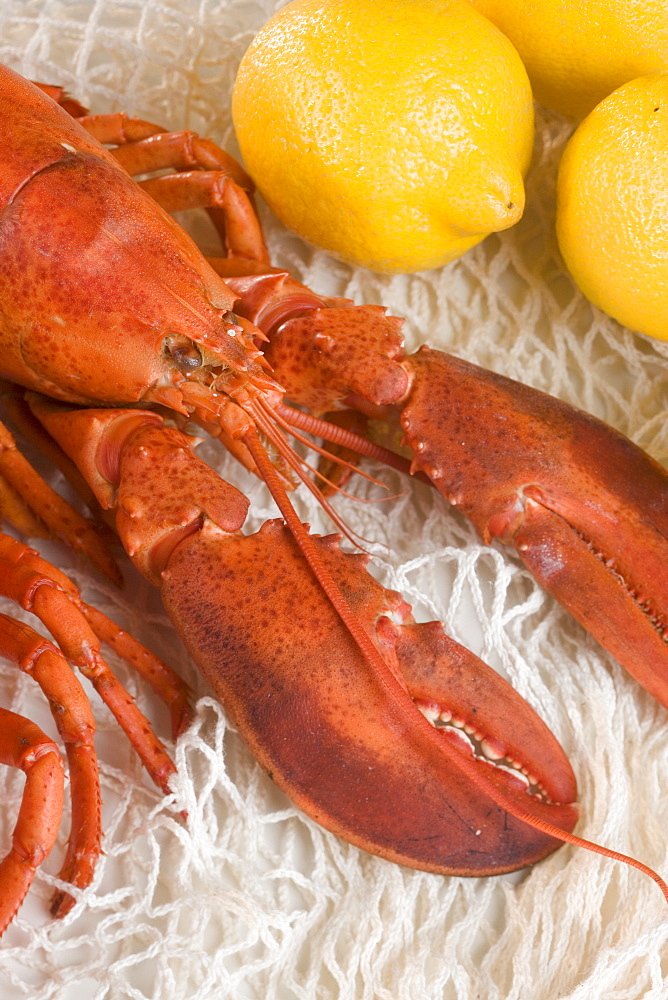 Still life of lobster and lemons