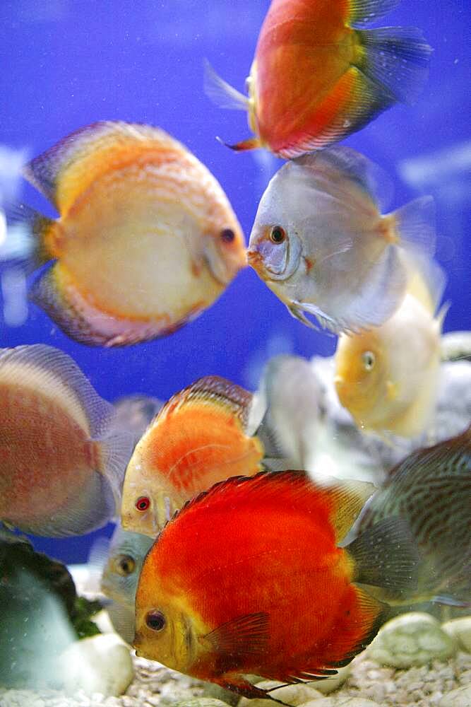 Colorful fishes in fish tank