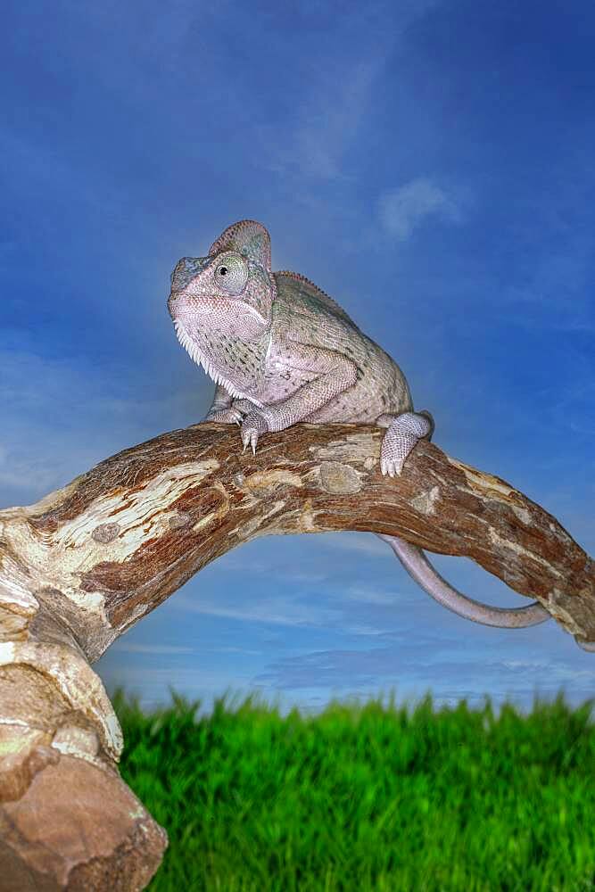 Madagascar, Chameleon on branch