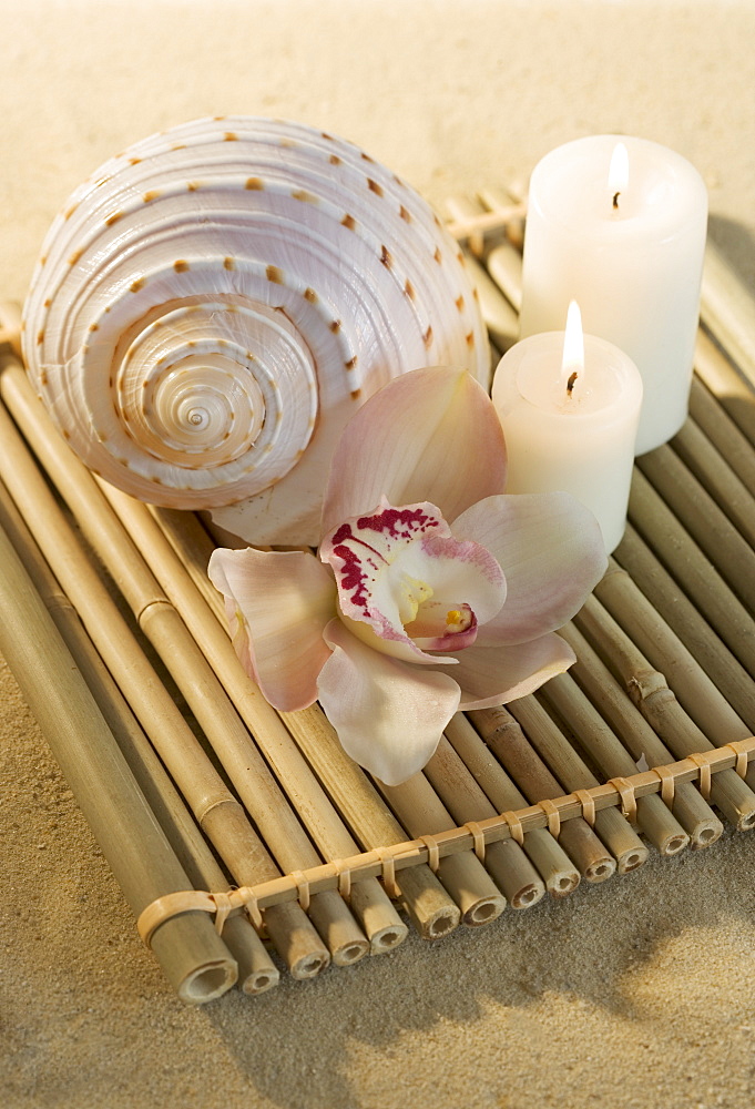 Still life of orchids, candles and seashell