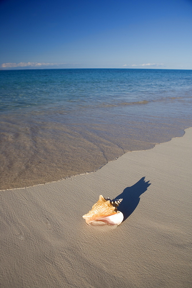 Seashell on beach