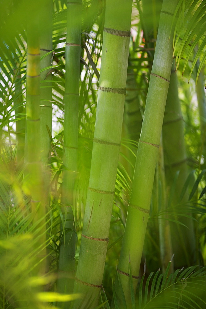 Closeup of bamboo shoots