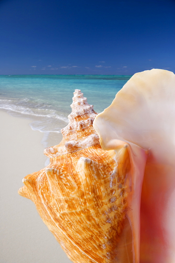 Still life of seashell at beach