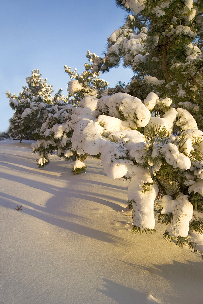 Snow covered pine trees