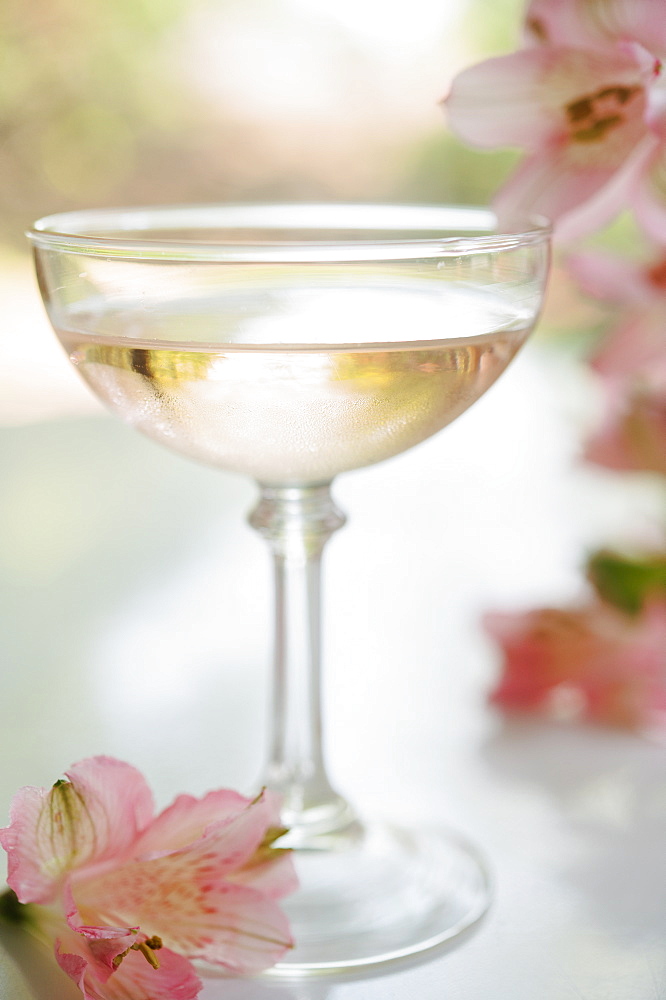 Sparkling rose wine in glass