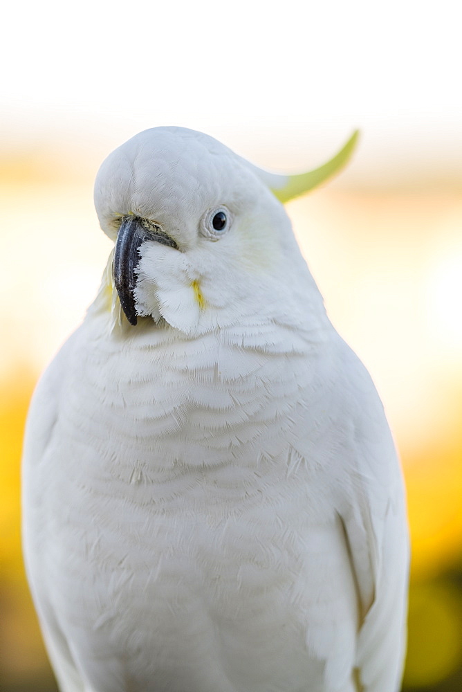 Sulphur-crested cockatoo (Cacatua galerita)