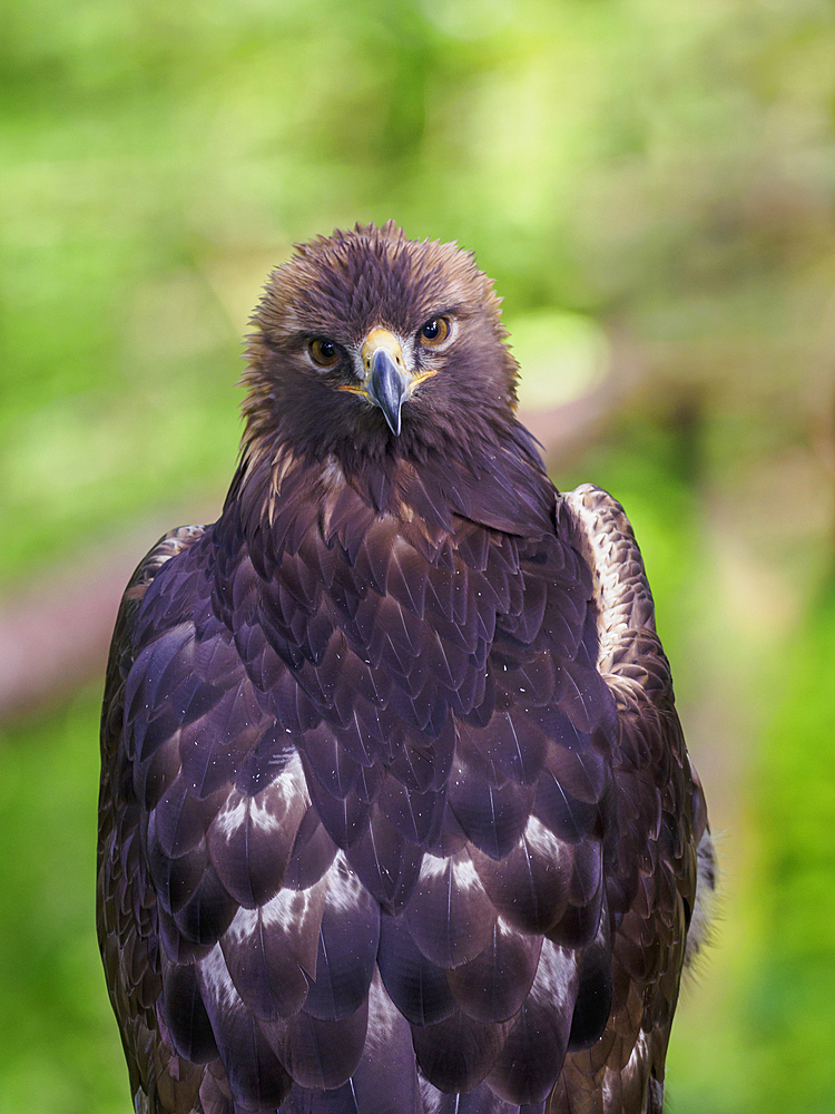 Golden Eagle looking at camera