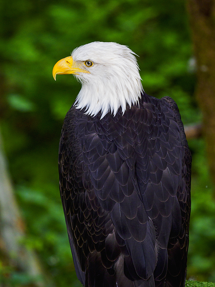 Bald Eagle perching on tree