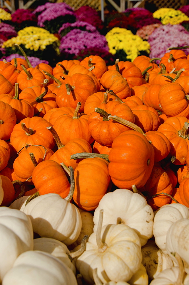 Stack of pumpkins