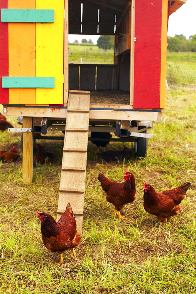 USA, New York State, Rhode Island, Chickens on farm, USA, New York State, Rhode Island