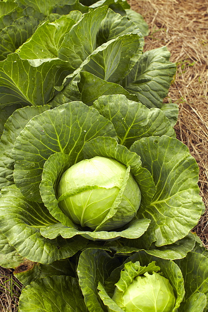 Cabbage