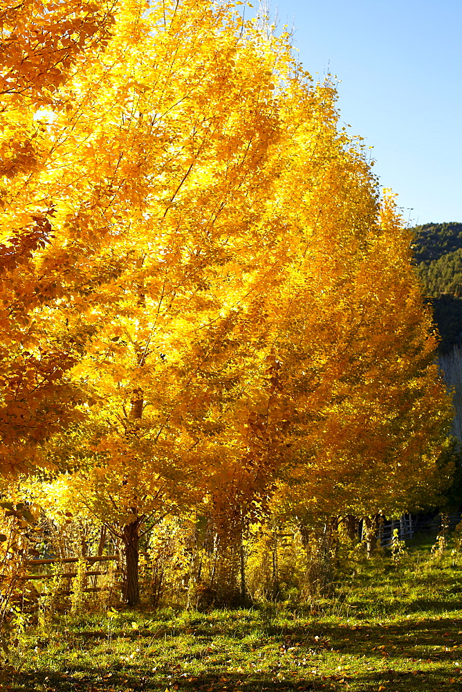 USA, Colorado, Trees in autumn foliage, USA, Colorado