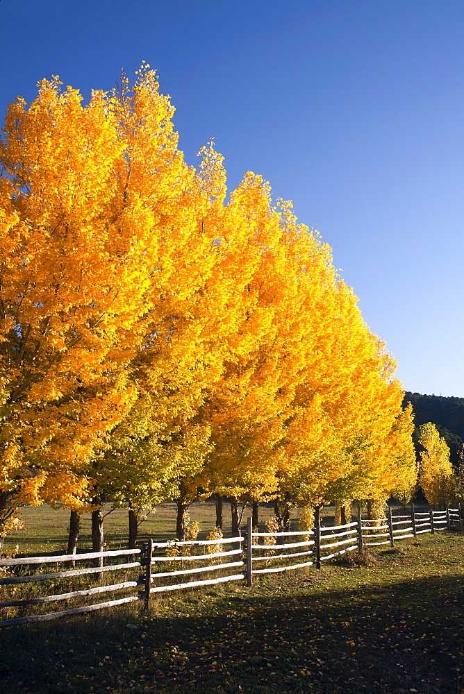 USA, Colorado, Trees in autumn foliage, USA, Colorado