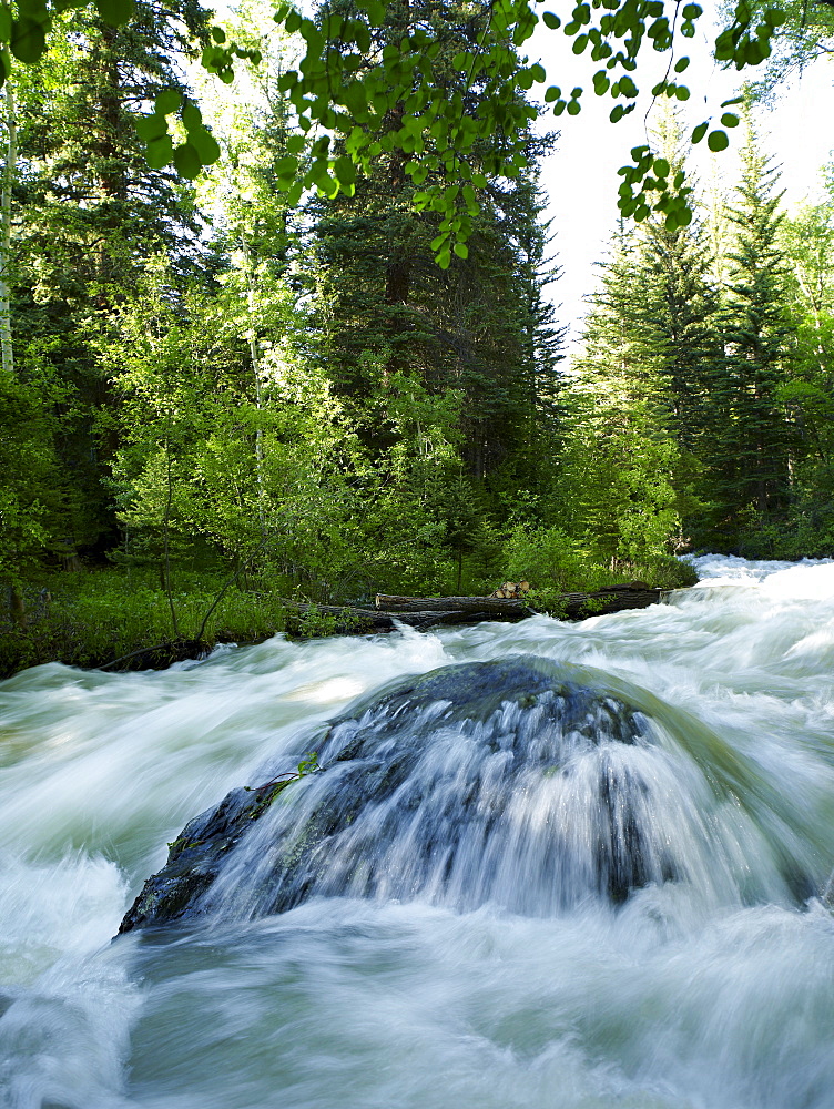 USA, Colorado, Mountain creek in forest, USA, Colorado