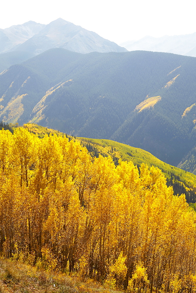 Autumn landscape with aspen trees, Colorado, United States