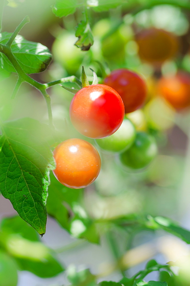 Fresh cherry tomatoes on vine