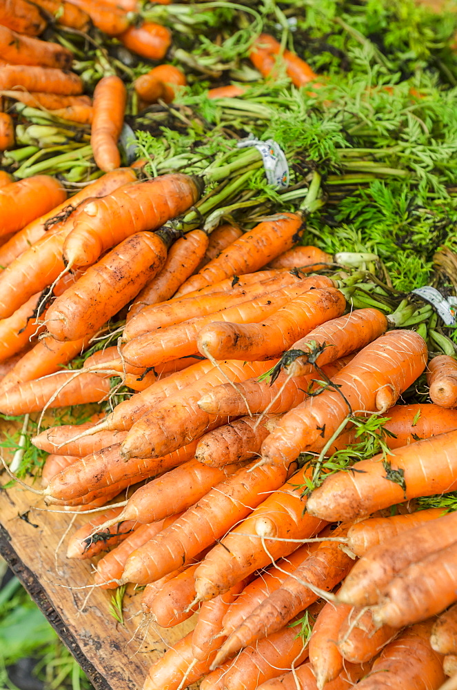 Stack of carrots 