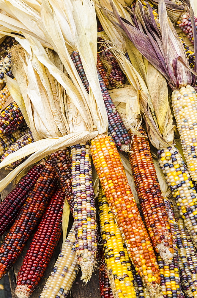 Corn cobs with husks