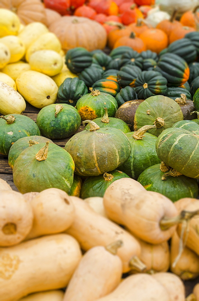 Heap of pumpkins