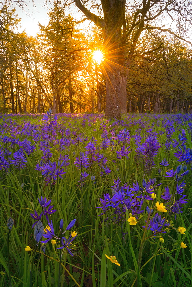 Camas in meadow, Marion County, Oregon