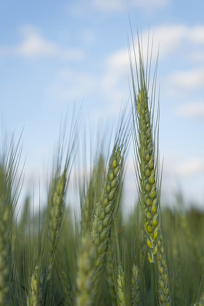 Wheat in field, Marion County, Oregon