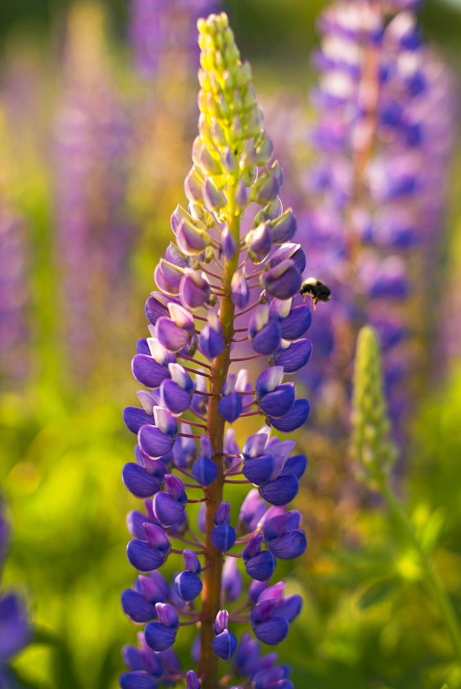 Focus on lupine flower