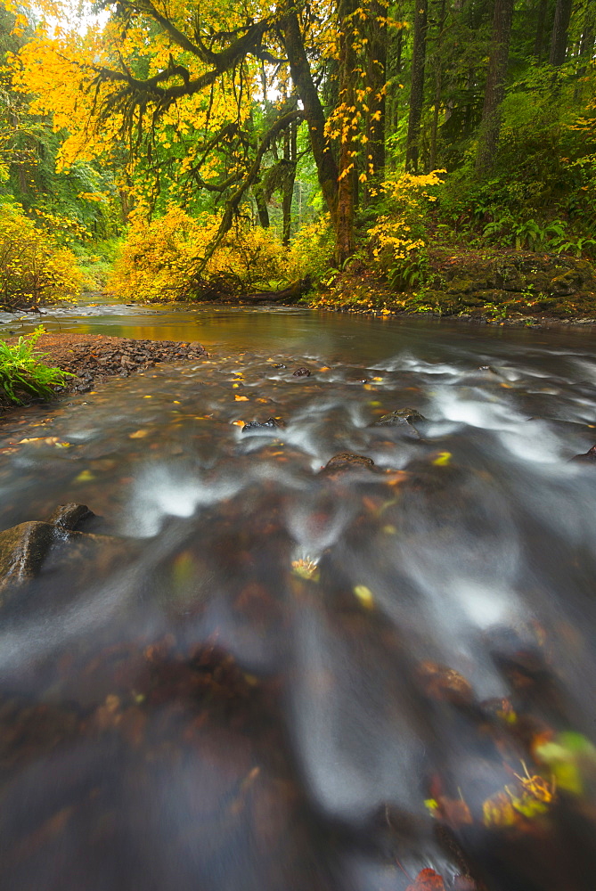 Flowing stream, Silver Creek, Oregon