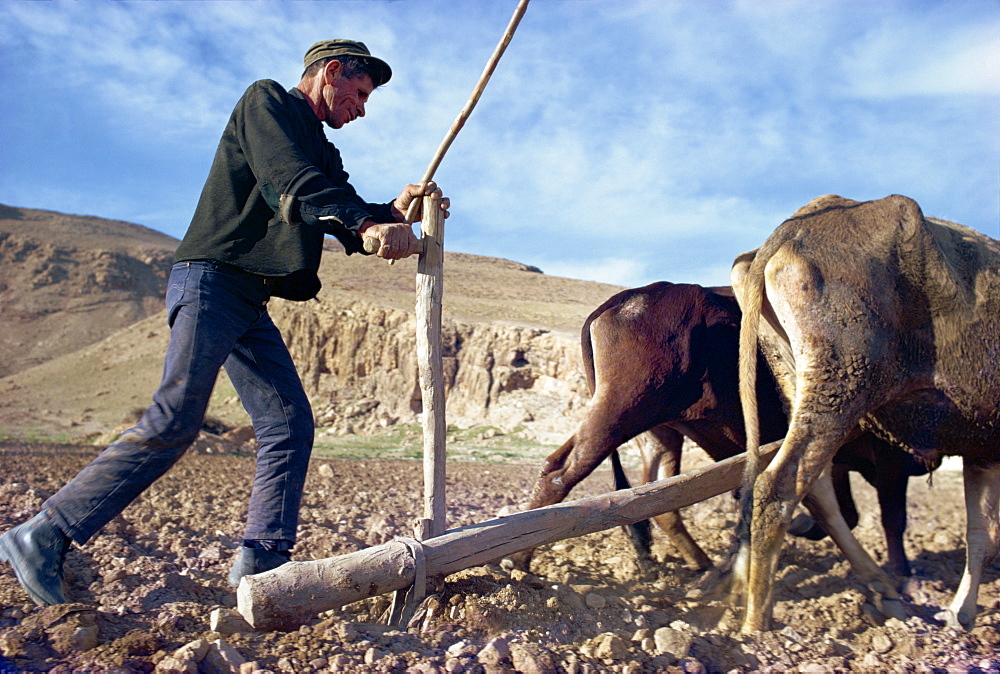 Qashqai man ploughing, southern area, Iran, Middle East