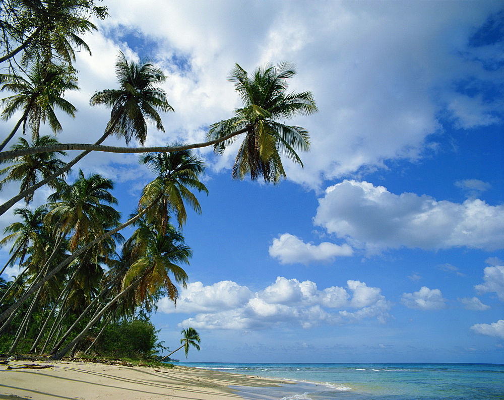 Beach, Barbados, West Indies, Caribbean, Central America