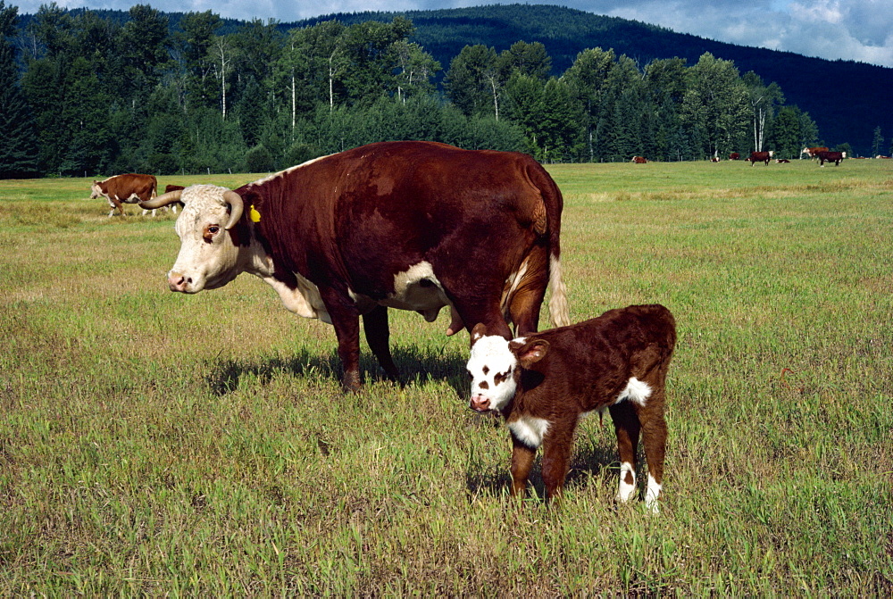 Day old calf, British Columbia, Canada, North America