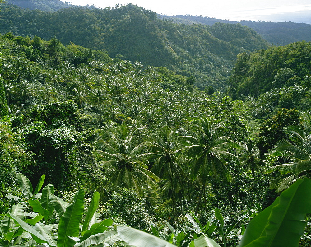 Coconut plantation, St. Lucia, Windward Islands, West Indies, Caribbean, Central America