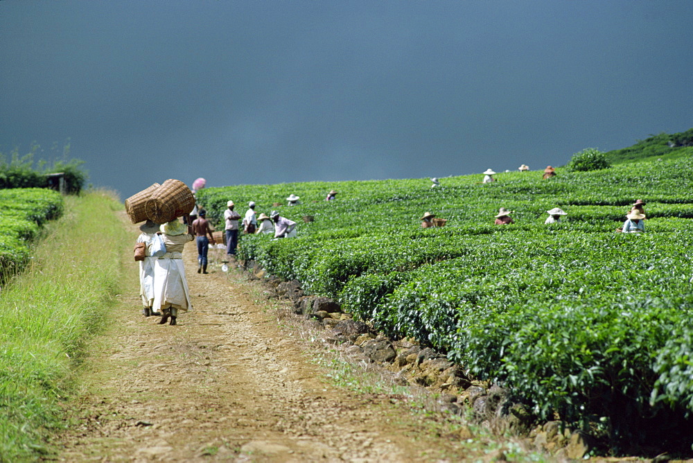 Tea estate, Mauritius, Africa