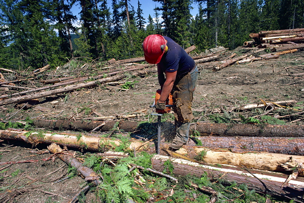 Cutting logs to size for transport, British Columbia, Canada, North America