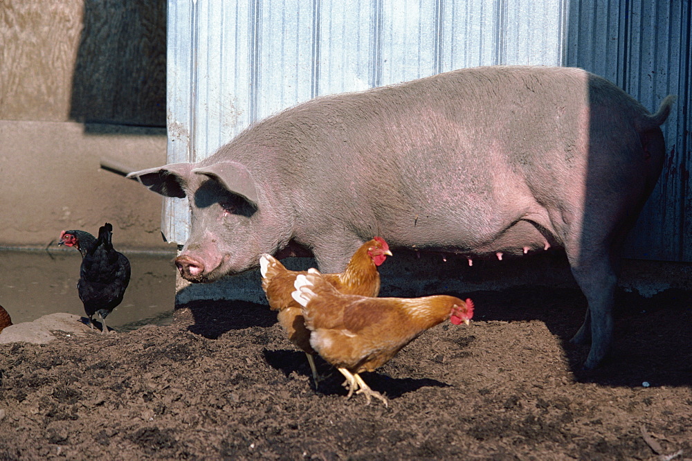 Chickens and pig in farmyard, British Columbia, Canada, North America