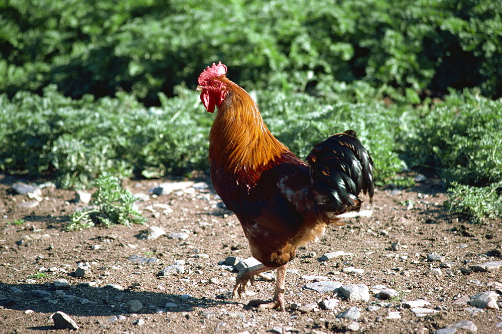 Chickens, British Columbia, Canada, North America