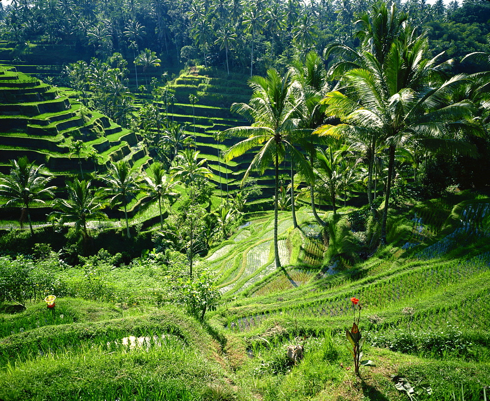 Rice terraces, Bali, Indonesia, Southeast Asia, Asia