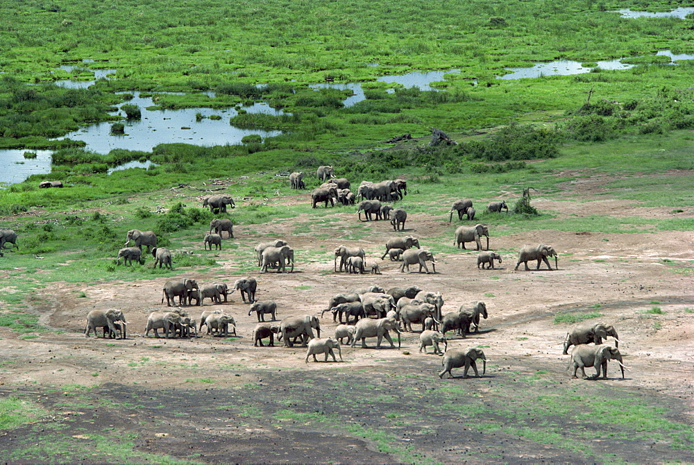 Elephant, Amboseli National Park, Kenya, East Africa, Africa