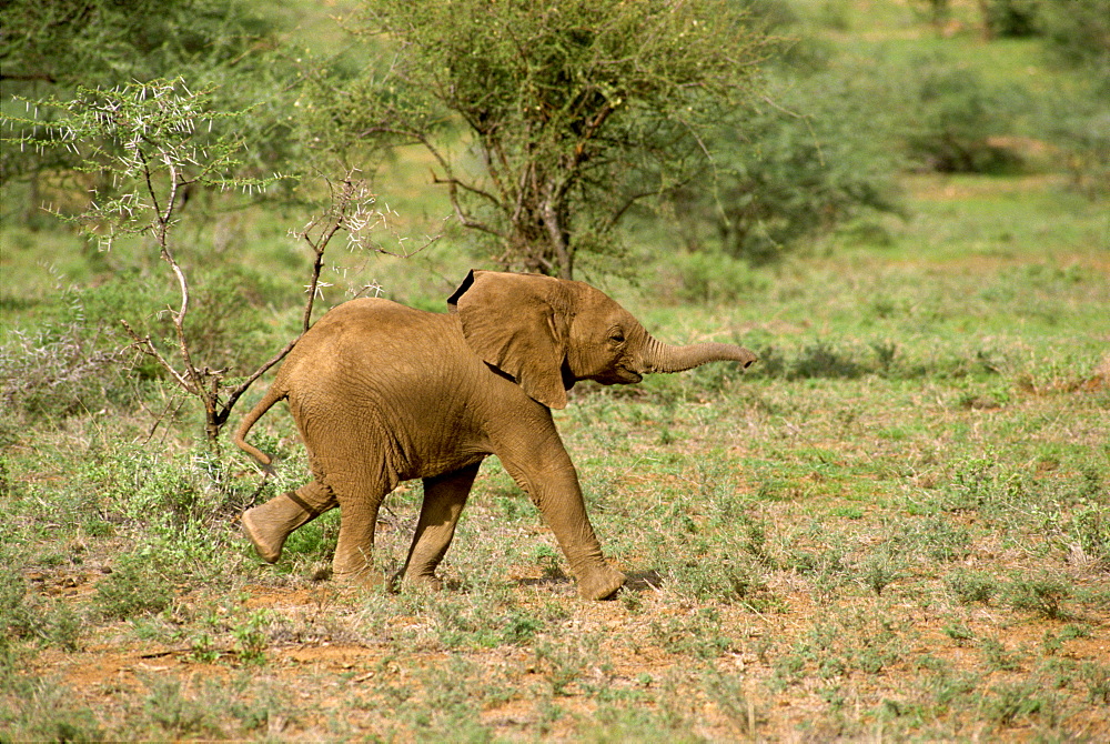 Young elephant, Samburu National Reserve, Kenya, East Africa, Africa