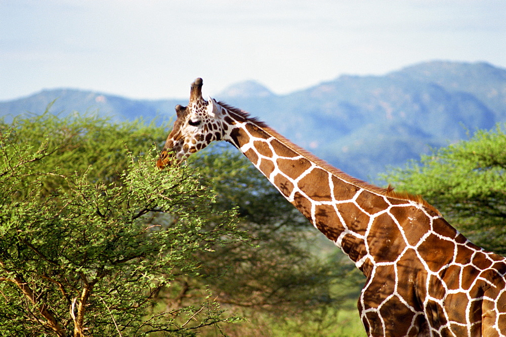 Reticulated giraffe, Samburu National Reserve, Kenya, East Africa, Africa