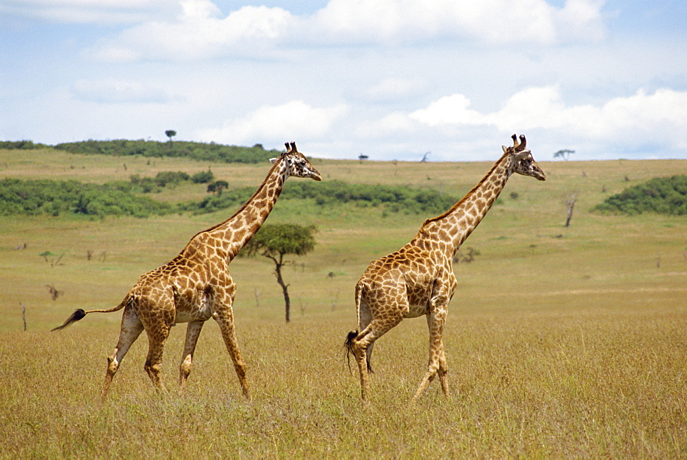 Masai giraffe, Masai Mara National Reserve, Kenya, East Africa, Africa