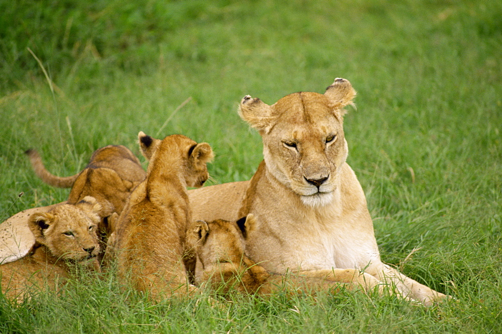 Lioness and cubs, Masai Mara National Reserve, Kenya, East Africa, Africa