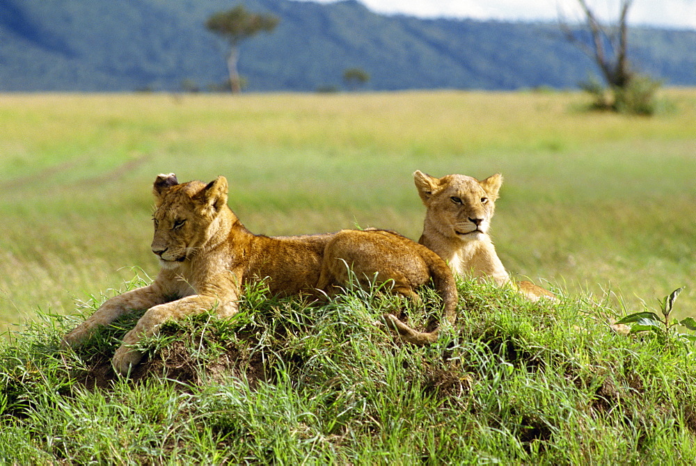 Young lions, Masai Mara National Reserve, Kenya, East Africa, Africa