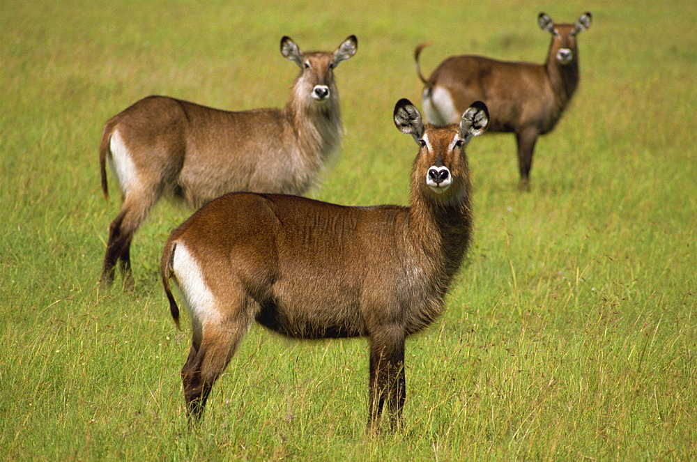 Waterbuck, Masai Mara, Kenya, East Africa, Africa